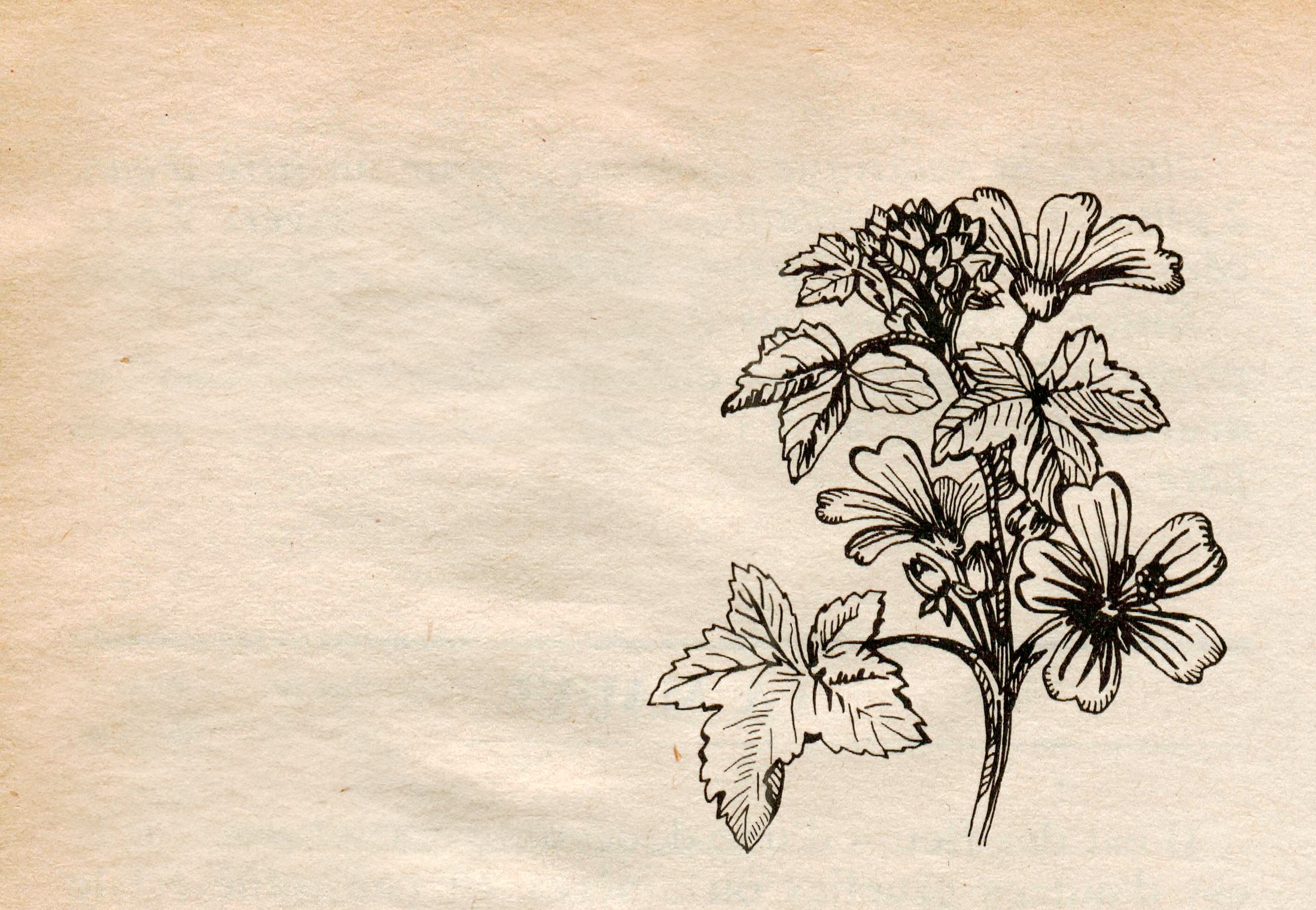 Botanic Scans, photo 5